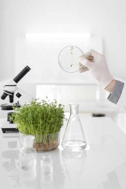 实验服在实验室做实验的人近距离观察芽苗菜手套工作试管