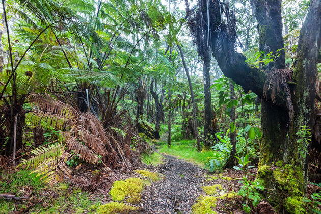林地夏威夷岛雨林中的巨型蕨类植物郁郁葱葱树叶树干