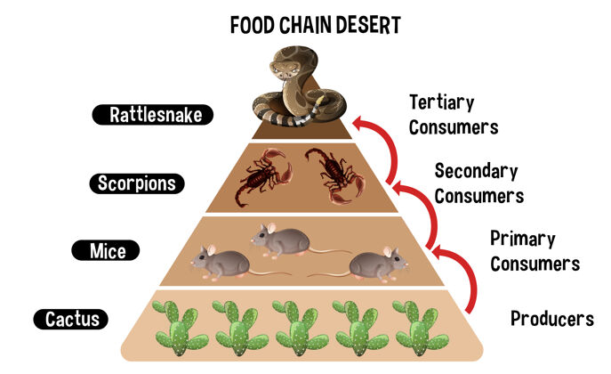 猎人沙漠食物链教育示意图图表生产能量