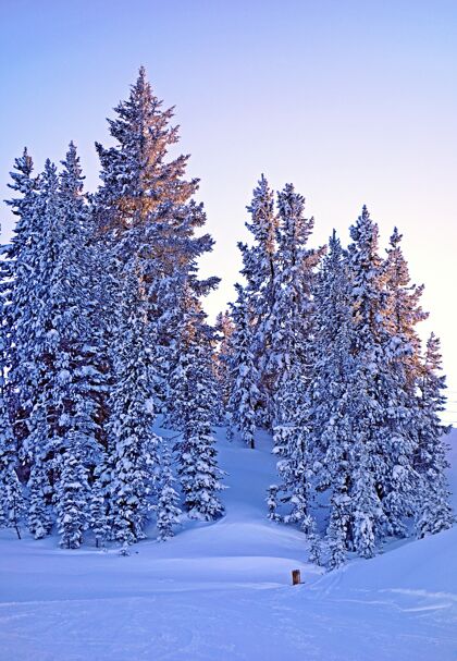 霜在一片白雪覆盖的森林里 许多冷杉树的美丽照片树风景美丽