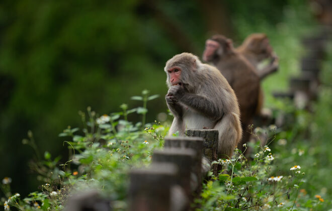 栖息地可爱的恒河猴（猕猴）猴的性质猴子大自然动物