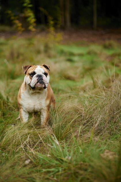 肖像英国斗牛犬在野外的垂直照片草垂直小