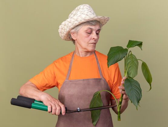 橄榄自信的上了年纪的女园丁戴着园艺帽用园艺剪刀剪着植物的枝条园艺剪老人