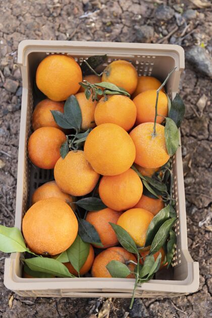 园艺用装满橙子的盒子作曲食物有机热带