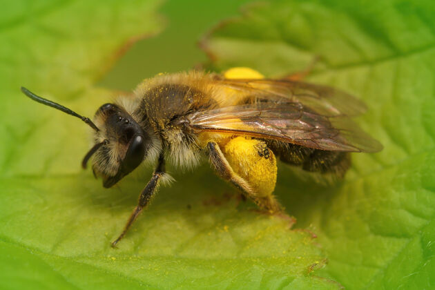 特寫特寫一個女礦工蜜蜂安德烈娜angustior花粉在綠葉花園花粉蒼蠅