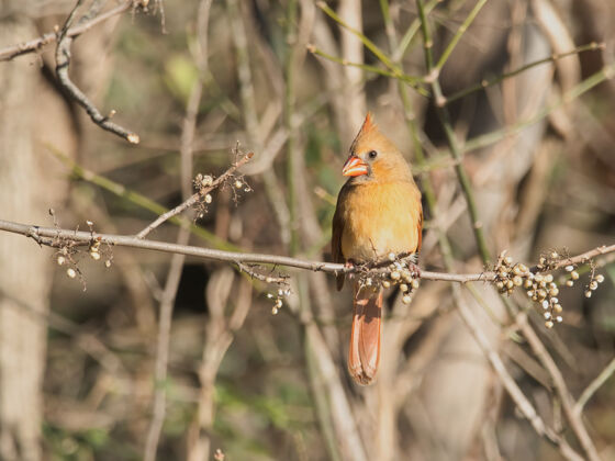 鸣禽一个北方红衣主教的特写镜头羽毛鸟类学冬季