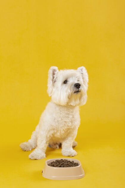 毛皮可爱的白色狗隔离在黄色可爱小狗