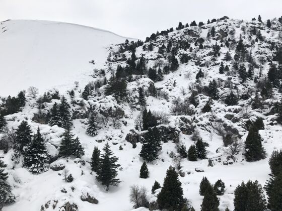 山空中拍摄的松树雪山坡木头冰山顶