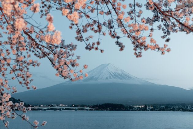 花美丽的樱花树日本开花开花