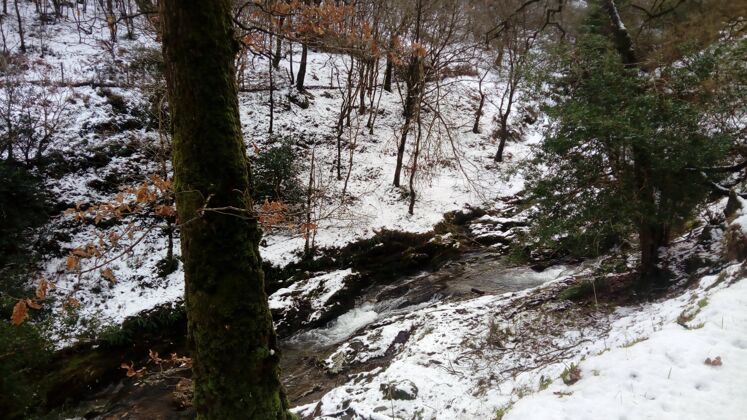雪河流流过被雪覆盖的森林森林景色水