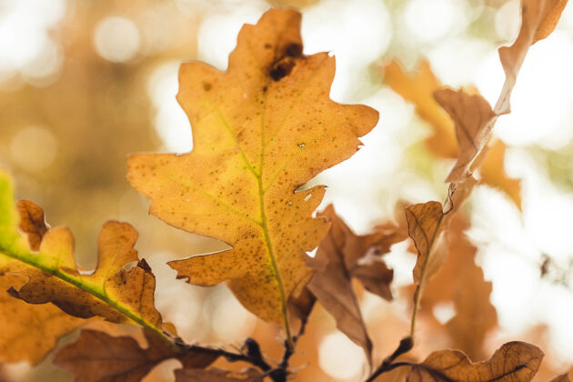干燥模糊背景上的秋叶特写镜头秋天野生植物学