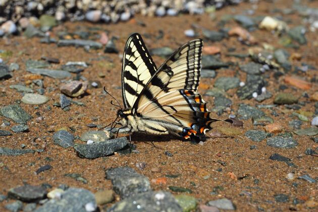 叶白天地上一只蝴蝶的特写镜头五颜六色花草