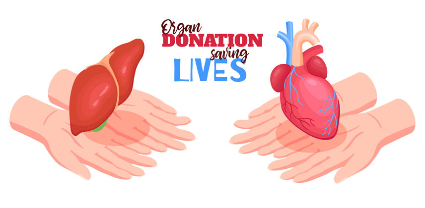 肝人体器官捐献概念与心脏和肝脏等长孤立插图心等长人