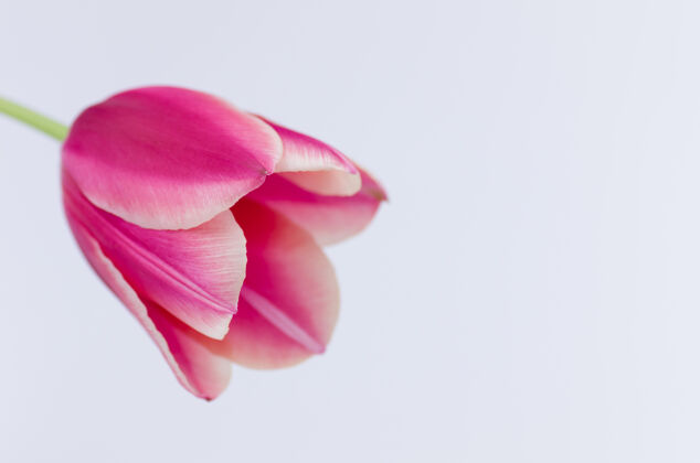 花一个粉红色郁金香花的特写隔离在白色背景与空间为您的文字郁金香茎开花