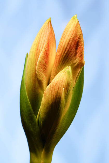 垂直垂直拍摄黄色和橙色的石蒜花在蓝色背景上开花植物学花