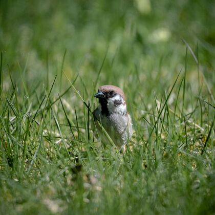 环境选择性聚焦拍摄一只翠绿草地上的王鸟草地阳光天空