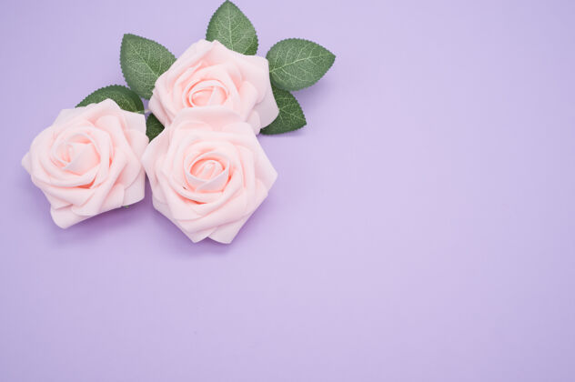 婚礼粉红色玫瑰的特写镜头 在紫色背景上与复制空间隔离特写粉红色浪漫