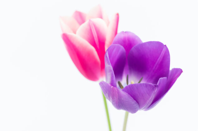 开花两个彩色郁金香花的特写隔离在白色背景与空间为您的文字五颜六色紫色花瓣
