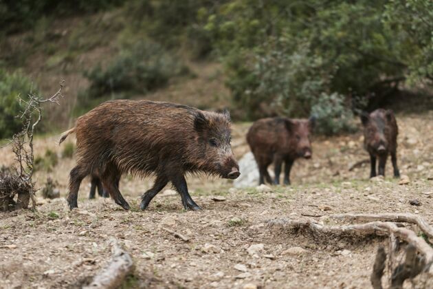 旅行大自然中的野猪全景野生动物冒险