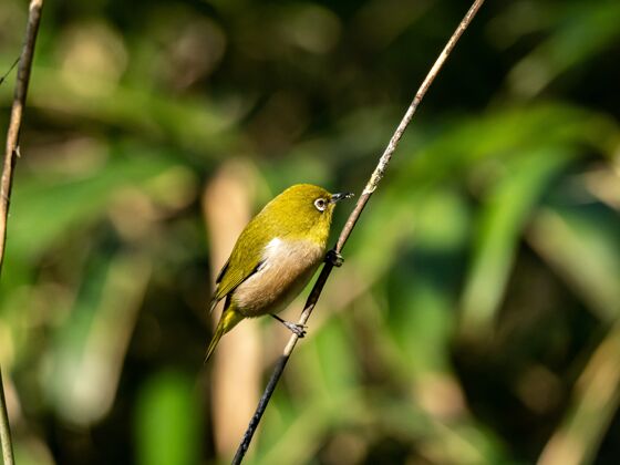 日本在大和的泉森林里 一只可爱的白眼睛停在树枝上 选择性聚焦拍摄喙鸟类动物