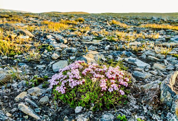 海景广角拍摄的一组粉红色的花生长在瑞典的岩石地区开花景观风景