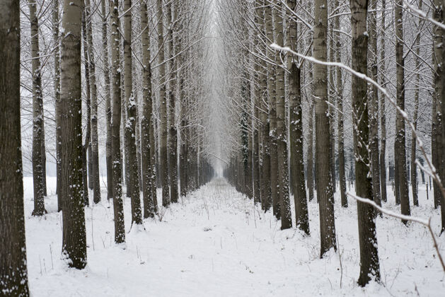 寒冷瑞士冬天有树有雪的小巷自然树干小巷