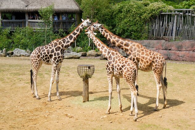 长颈鹿白天动物园里有三只长颈鹿萨凡纳游戏鼻子