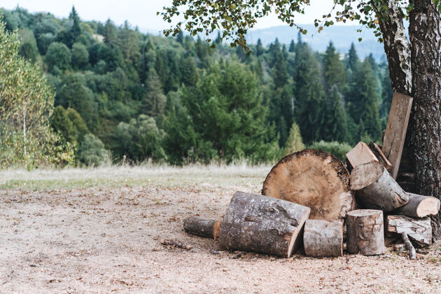 景观森林里的一片空地 用折好的木柴做火炉树干自然森林