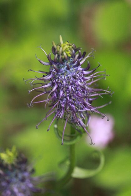 植物学在自然环境中绽放紫色花朵芽花瓣环境