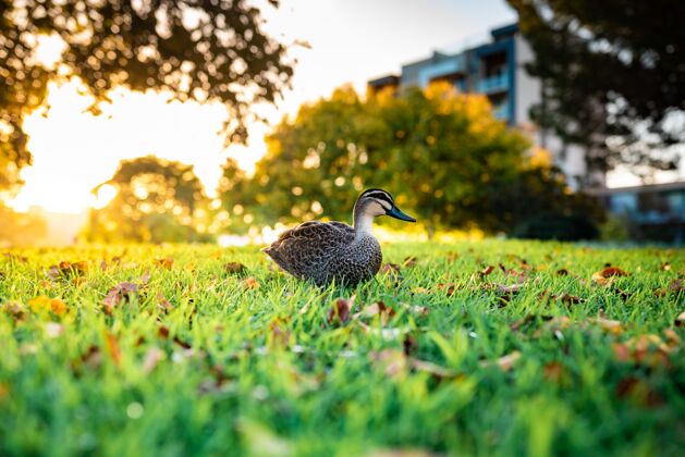 贝蒂一只可爱的野鸭在草地上散步的美丽镜头动物田野太阳