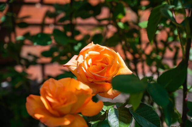 花瓣在阳光下 橙色花园玫瑰被绿叶包围 背景模糊开花白天叶