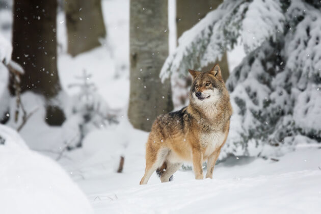 木头红狼在被雪和树覆盖的森林里自然红色危险