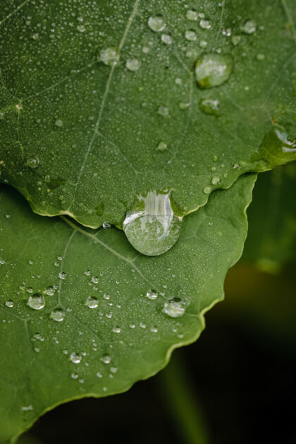 水滴绿叶上的水滴叶子露珠雨
