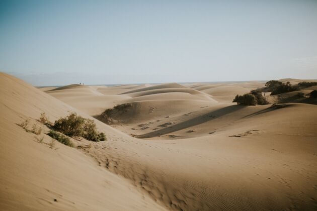 沙滩美丽的沙漠沙丘与绿色灌木丛-完美的墙纸白天环境沙漠