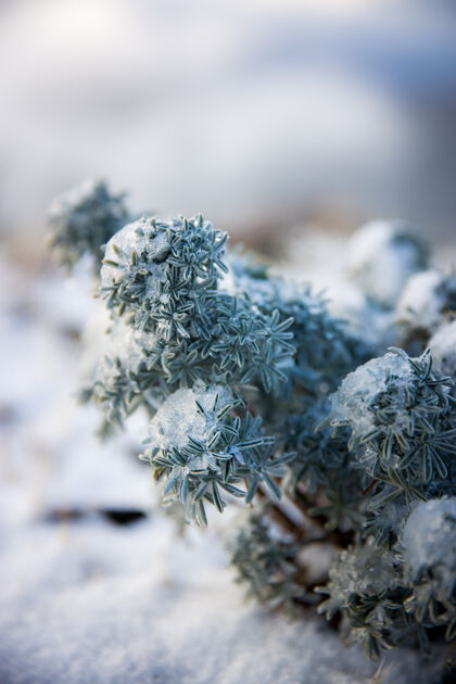 冰绿色和白色植物特写自然冷霜