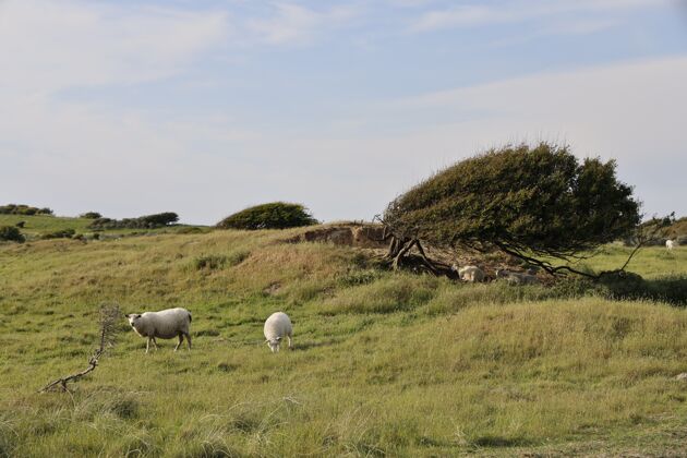 乡村在朗斯特鲁普的鲁布杰格 两只羊在白天吃草的美丽照片动物自然农田