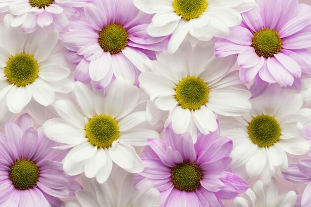 自然五颜六色的春天雏菊俯视图开花水平平放