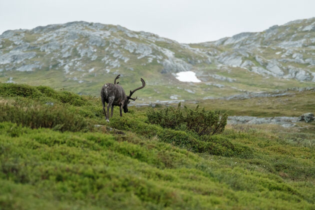 田野一只麋鹿在山上吃草的垂直镜头乡村草地哺乳动物