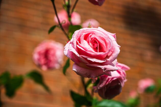 花特写镜头美丽的粉红色玫瑰花盛开在花园里的模糊背景明亮新鲜玫瑰