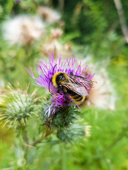 蜂蜜大黄蜂在蓟花上的俯视图花特写自然