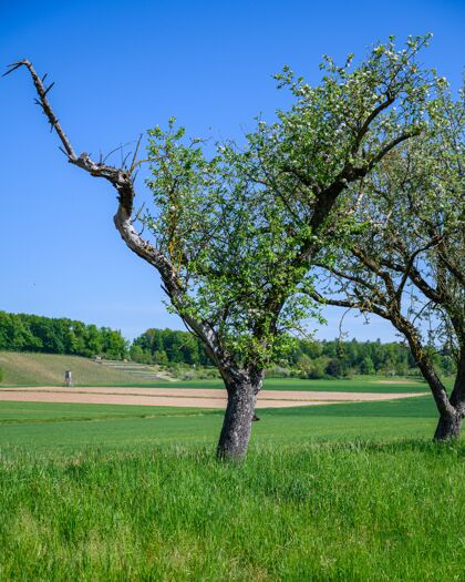 农业美丽的嫩枝 在绿野中间生长着的树农场天空景观