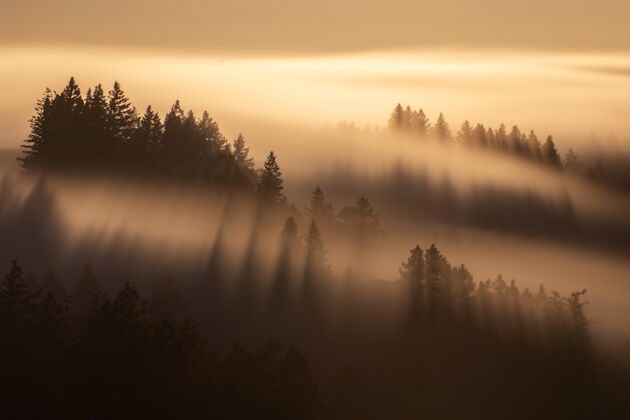 天空高云杉树在雾黄色天空下的空中拍摄自然场景云杉
