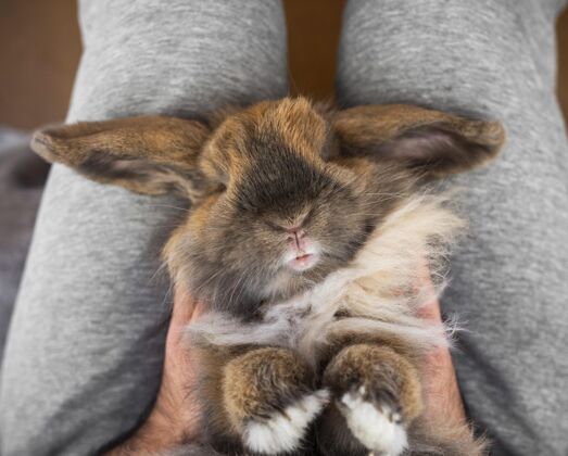 在家特写主人腿上抱着兔子动物特写里面