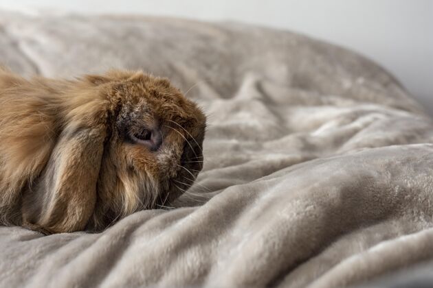 可爱可爱的兔子躺在床上狗可爱国内