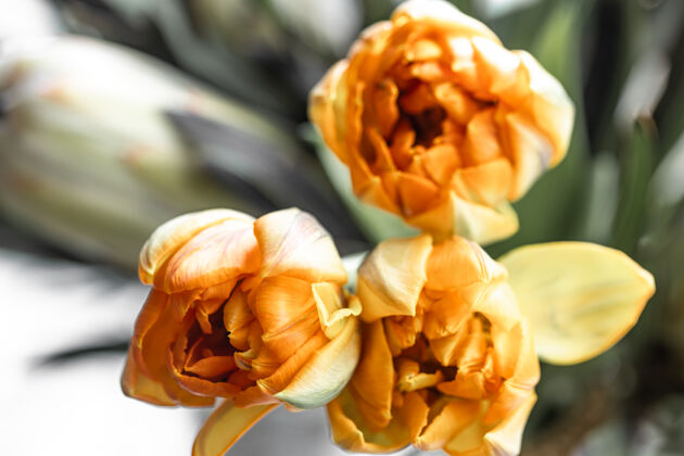 郁金香一束奇异的皇家变形木和明亮的郁金香花热带植物组成异国情调花卉花束