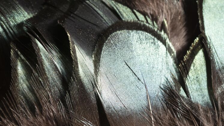 细节特写光泽羽毛有机背景背景环境自然