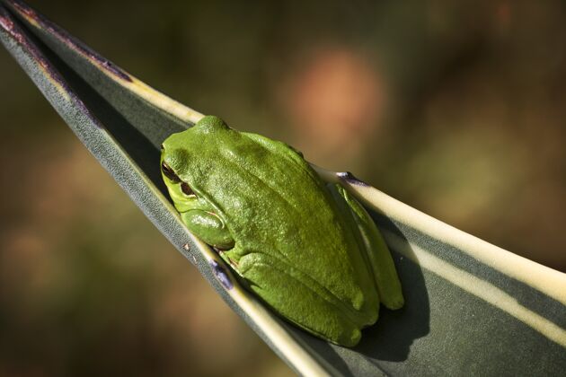 青蛙特写地中海树蛙在阳光下的叶子动物野生动物小
