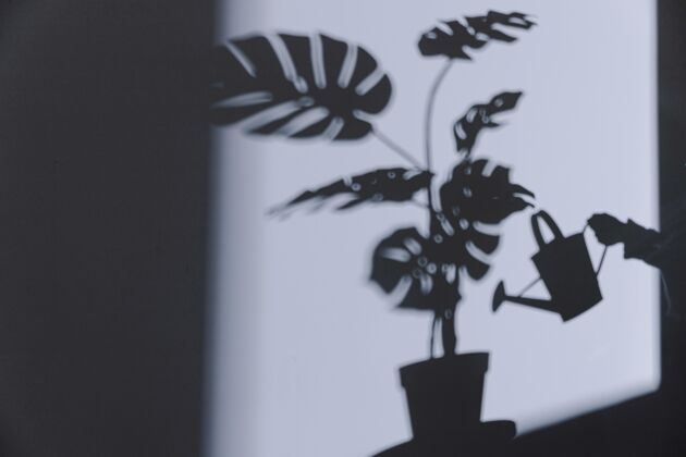 阴影墙上的室内植物剪影自然艺术朋友