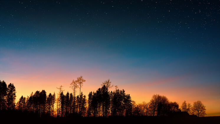 树黄金时段蓝天下树木剪影摄影夜晚户外自然