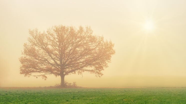 阳光白天绿草如茵的草地上有一棵棕色的树雾橡树雾